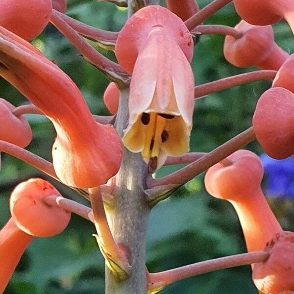 Aloe amudatensis Õis