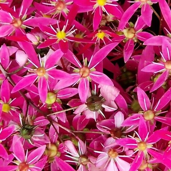 Saxifraga stolonifera Цветок
