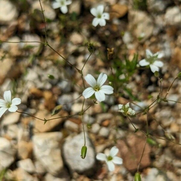 Mononeuria patula Цветок