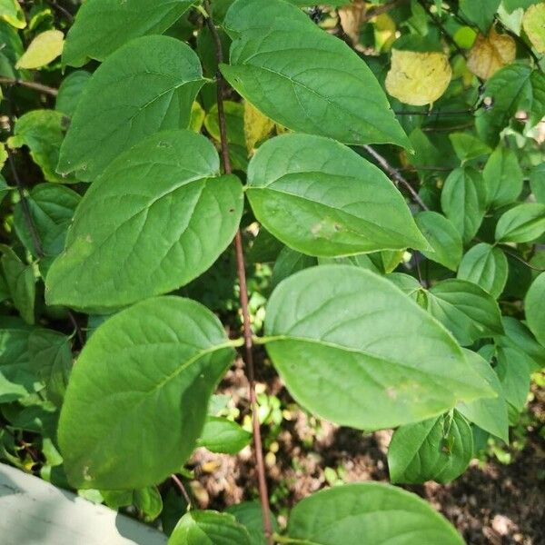 Philadelphus coronarius 叶