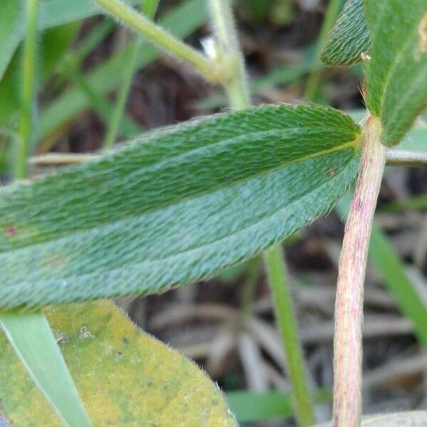 Pterolepis glomerata Leaf