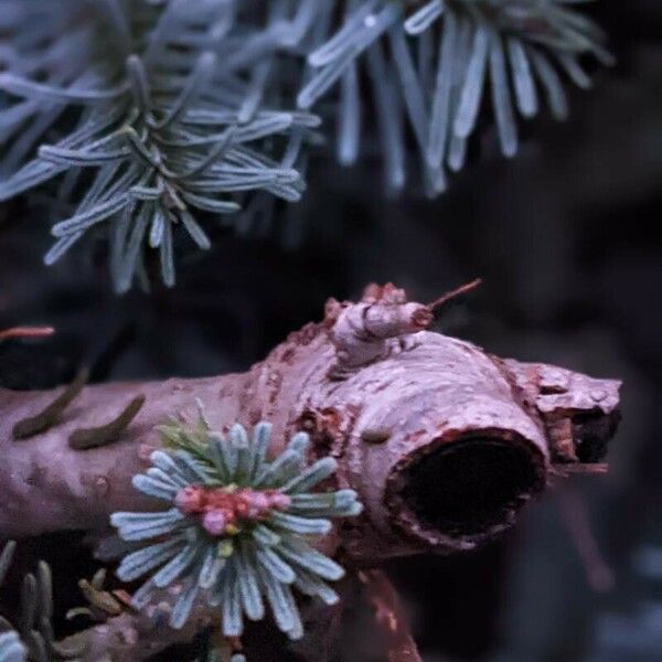 Abies lasiocarpa Květ