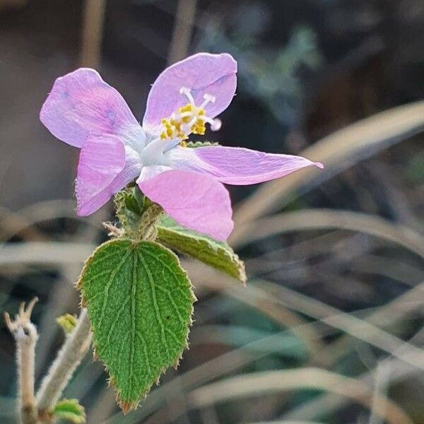 Hibiscus meyeri Цветок
