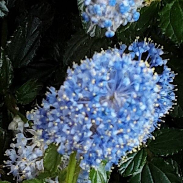 Ceanothus thyrsiflorus Flower