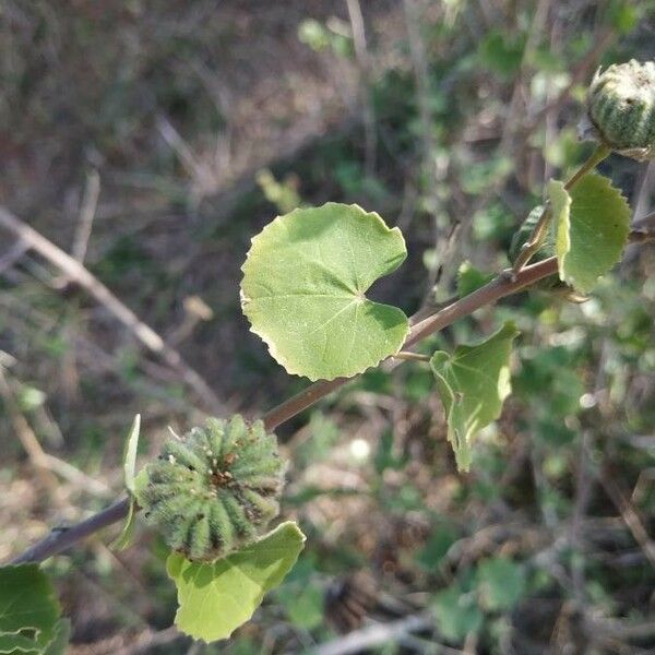 Abutilon indicum Other