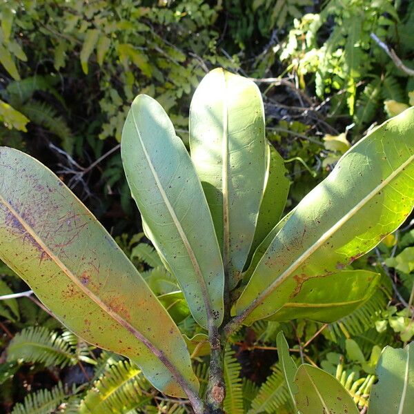 Pycnandra neocaledonica Tervik taim