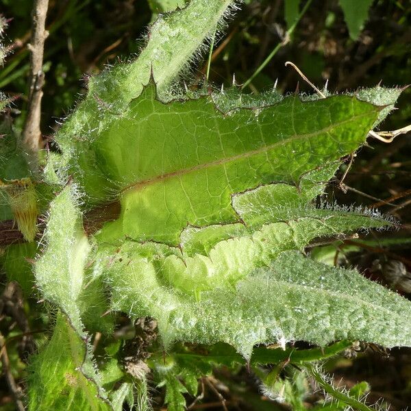 Centaurea benedicta 葉