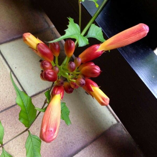 Campsis radicans Blomst