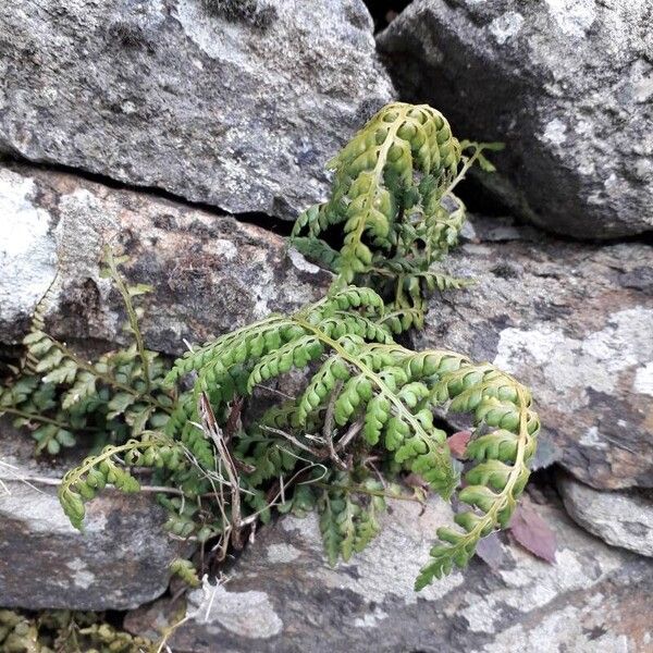 Asplenium obovatum Vekstform