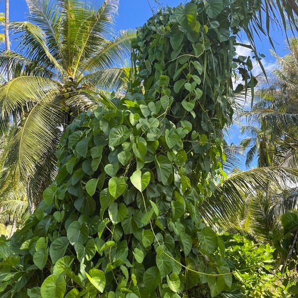 Ipomoea violacea Habit