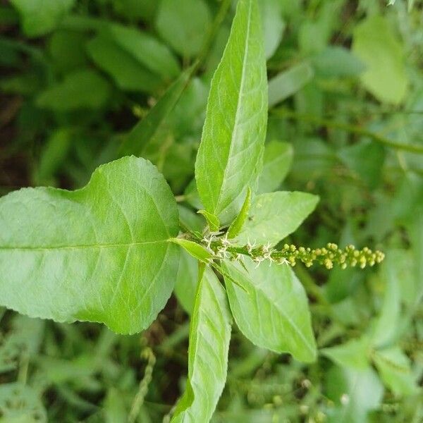 Croton bonplandianus Floro