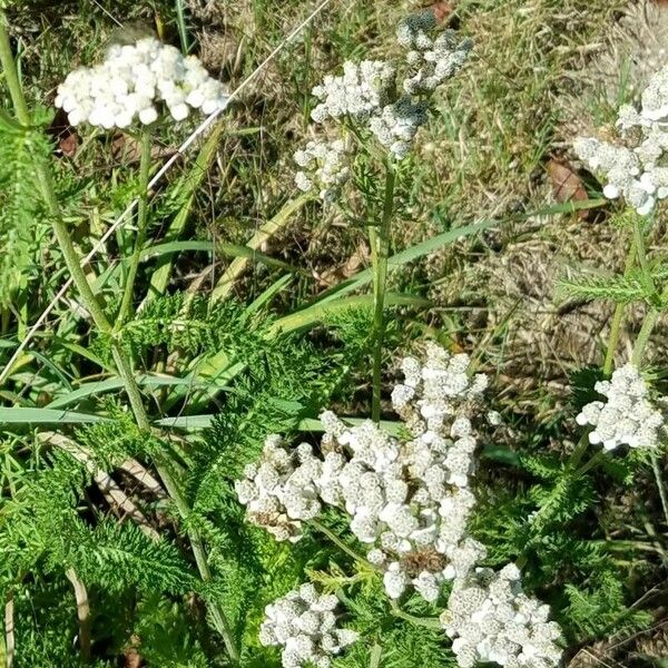 Achillea nobilis Flower