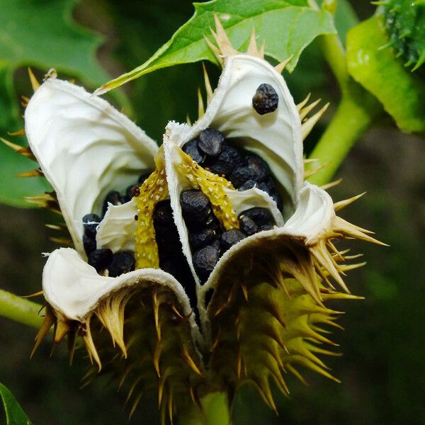 Datura stramonium ഫലം