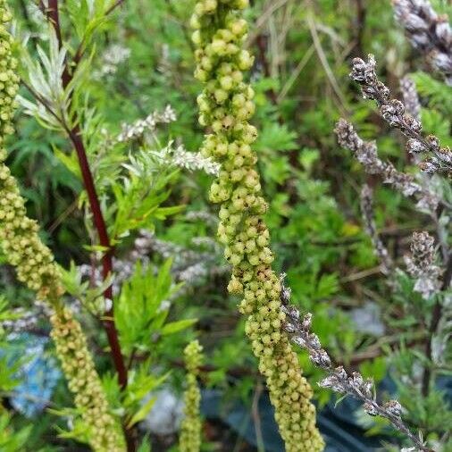 Verbascum nigrum Hoja