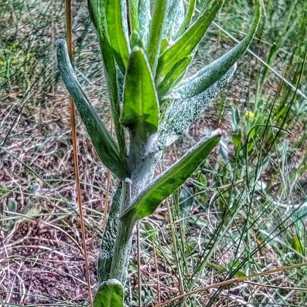 Helichrysum arenarium Leaf