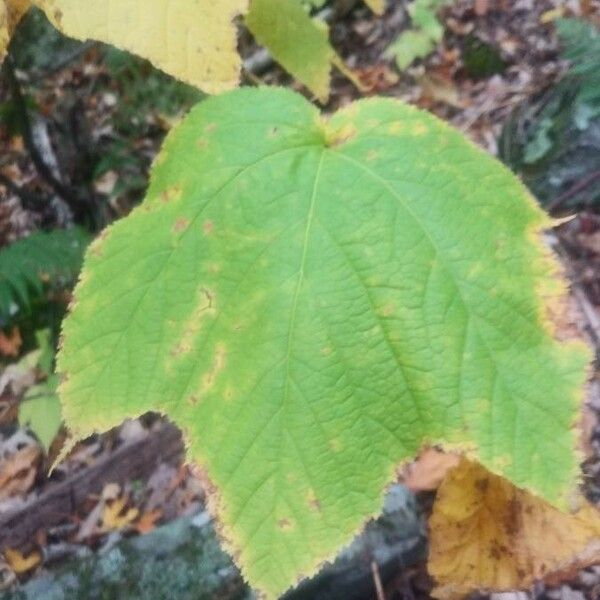 Acer pensylvanicum Blad