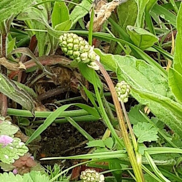 Sanguisorba minor Цвят