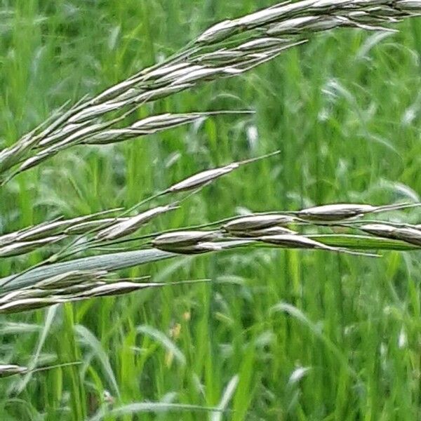 Arrhenatherum elatius Flower