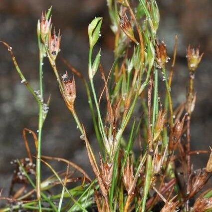 Juncus rechingeri Plante entière