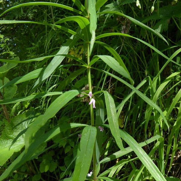 Polygonatum roseum Deilen