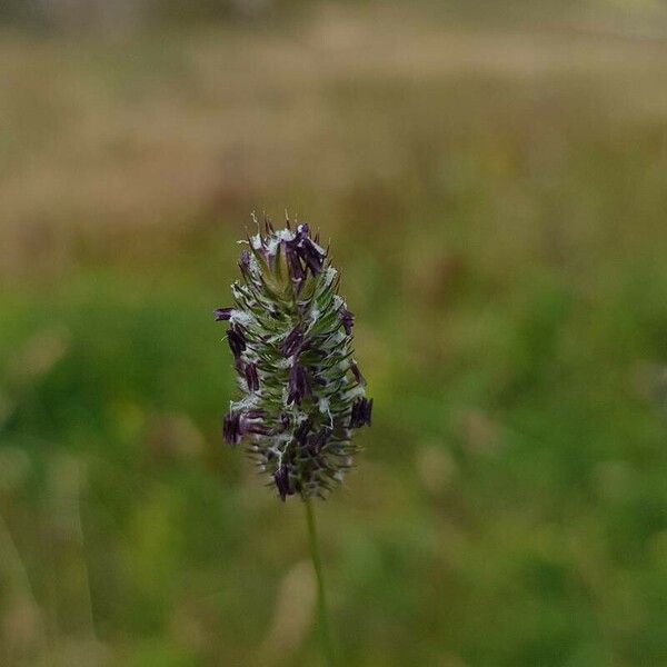 Phleum alpinum Fruit