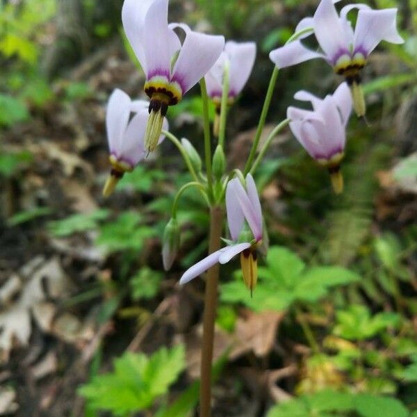 Dodecatheon meadia Flower