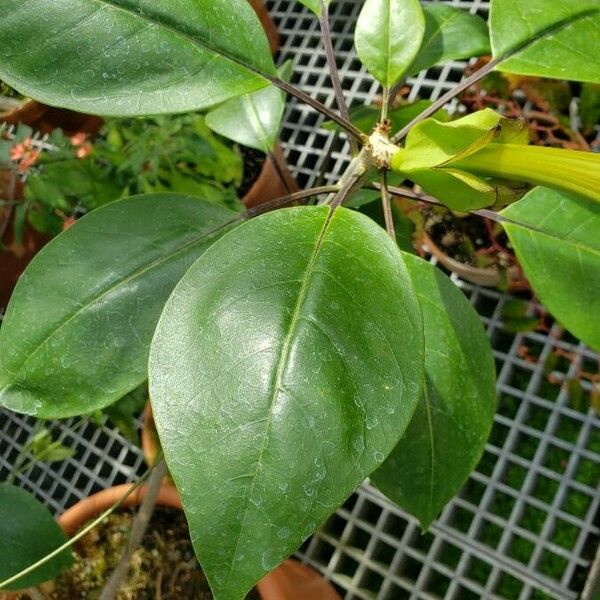 Solandra maxima Leaf