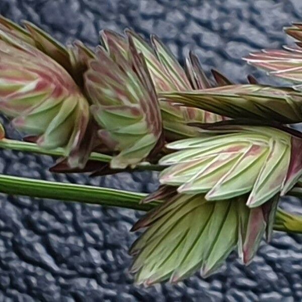 Eragrostis superba Flower