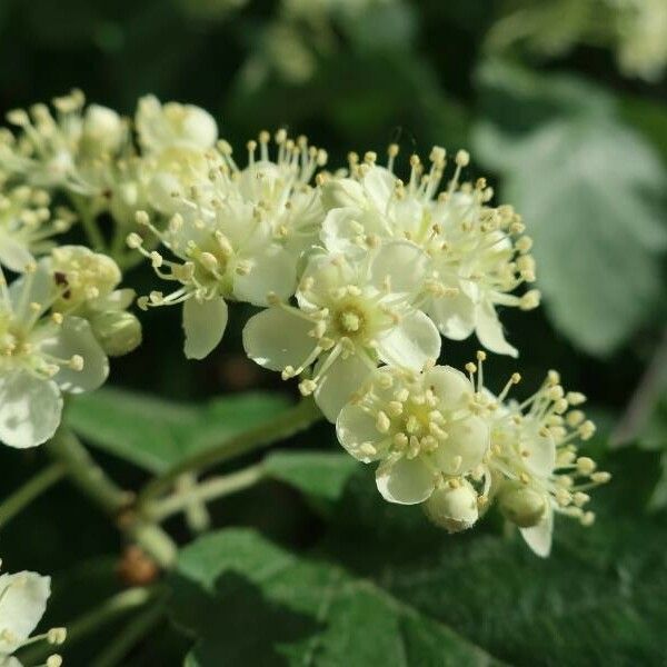 Sorbus intermedia Květ