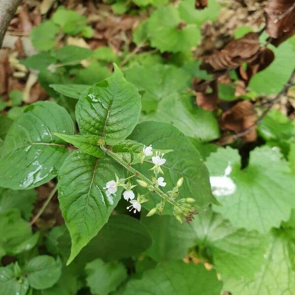 Circaea lutetiana ফুল