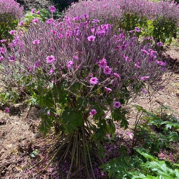 Geranium maderense Квітка