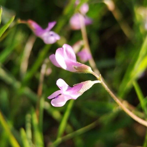 Vicia parviflora Õis