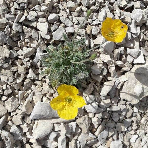 Papaver radicatum Žiedas