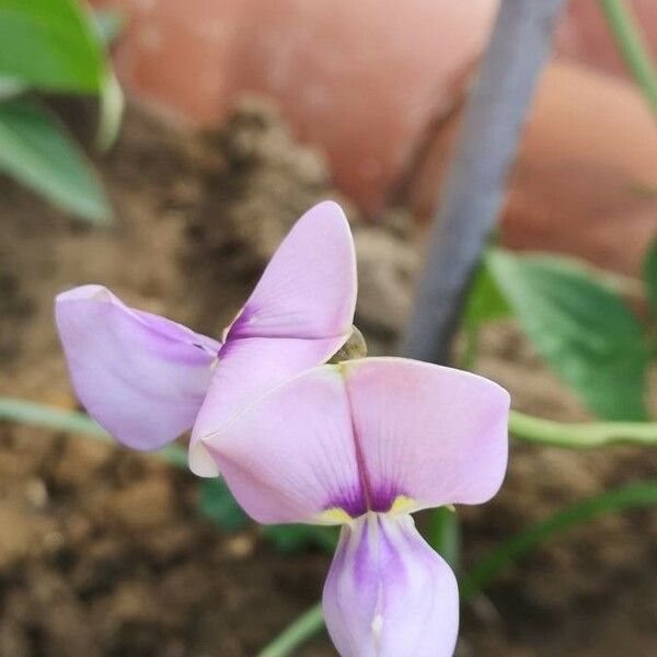 Vigna unguiculata Flower