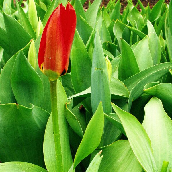 Tulipa gesneriana पत्ता