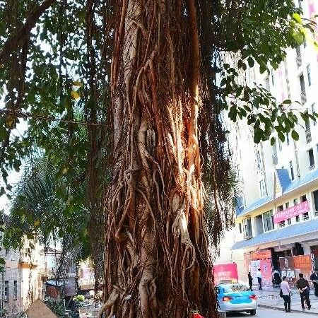 Ficus microcarpa Cortiza