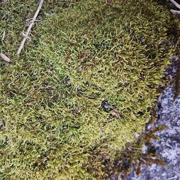 Lycopodium alpinum Lapas