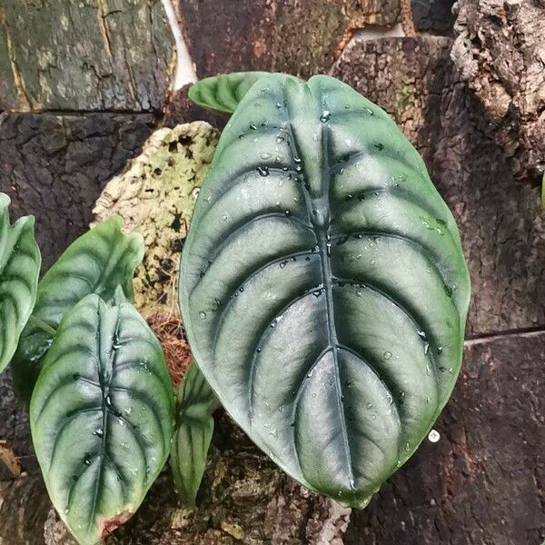 Alocasia cuprea Blatt