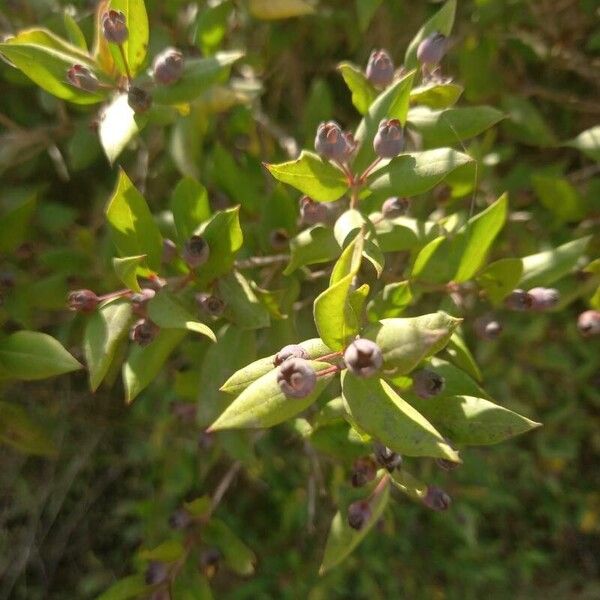 Myrtus communis Frucht