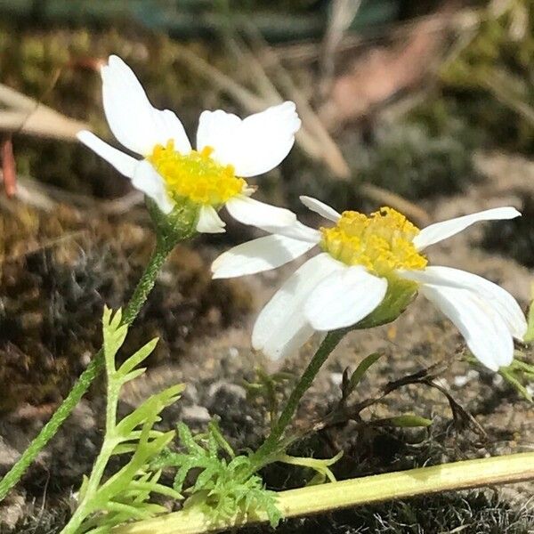 Anthemis cotula 花