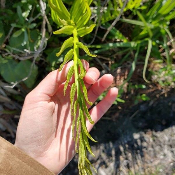 Acrostichum aureum Leaf