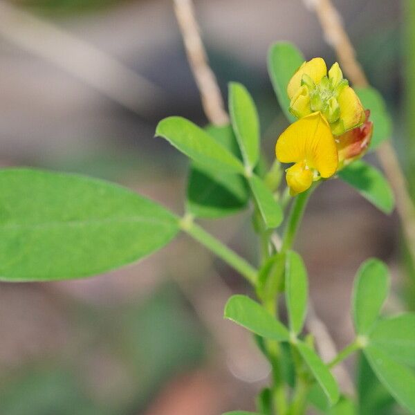 Crotalaria goreensis Flower