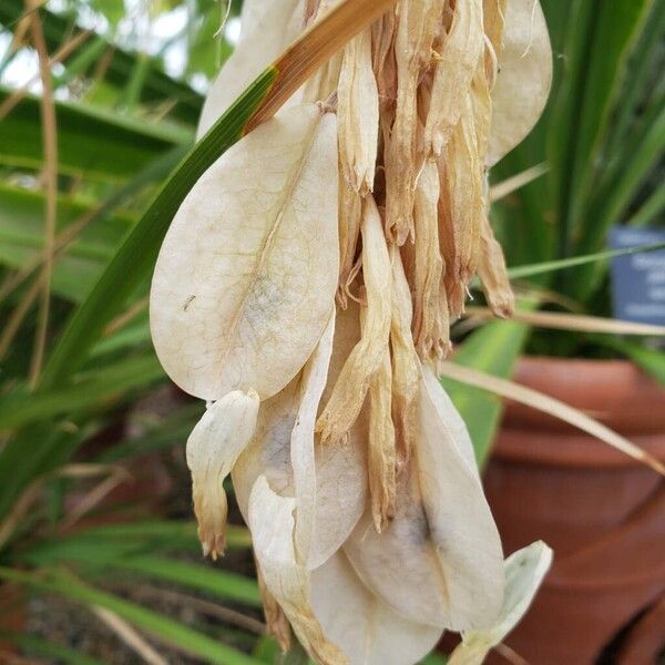 Veltheimia bracteata Fruto