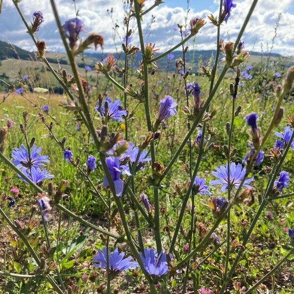 Cichorium endivia फूल