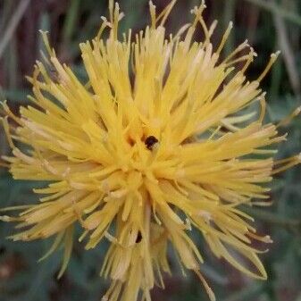 Centaurea collina Flower