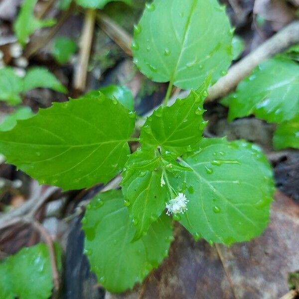 Circaea alpina Folha