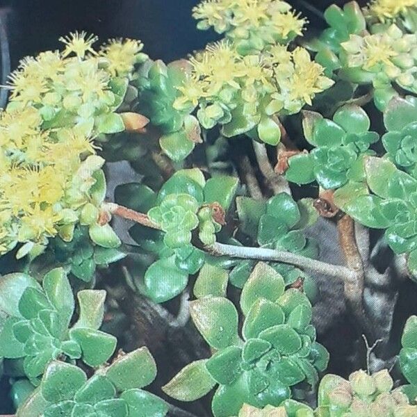 Aeonium lindleyi Cvet