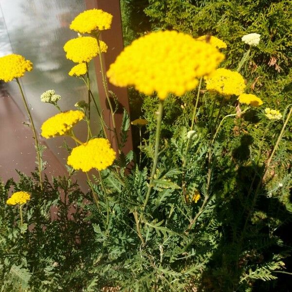 Achillea filipendulina Kvet