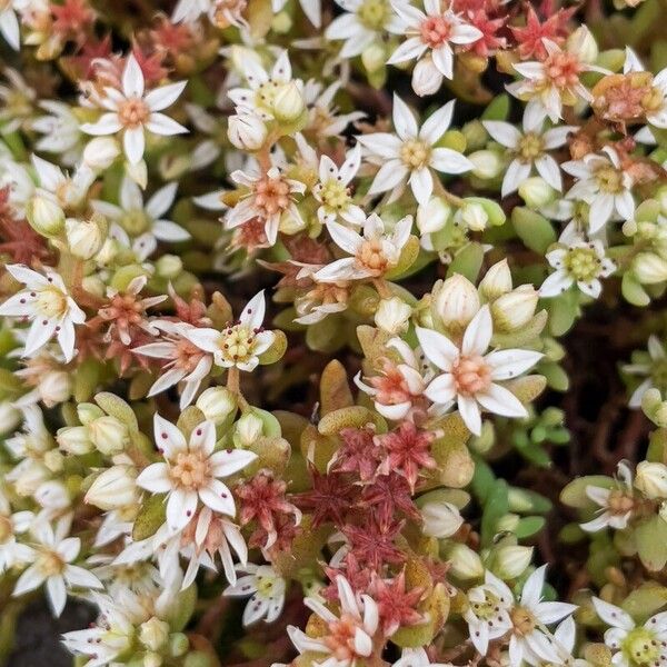 Sedum hispanicum Flor