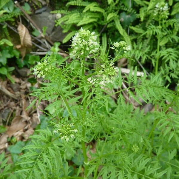 Cardamine impatiens Other